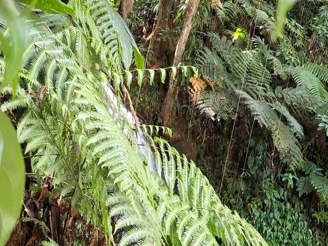 Le SDG - Cascade-Fonds Saint Denis必去景点