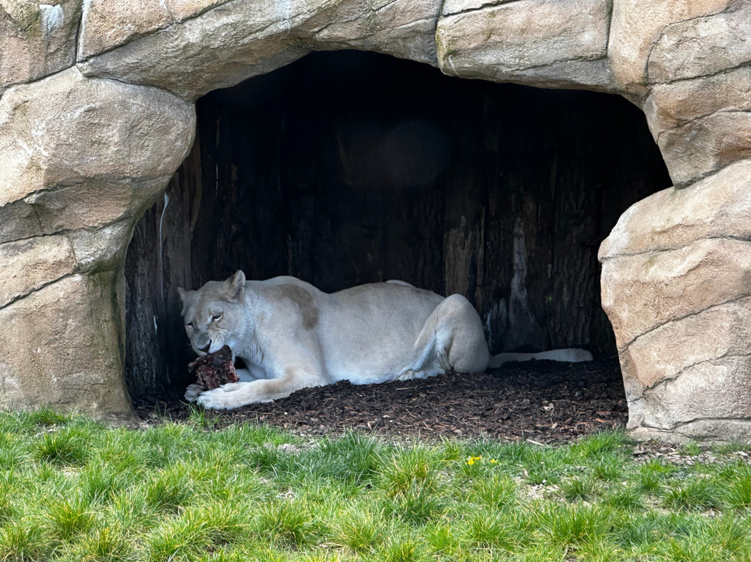 The Big Cat Sanctuary-Smarden必去景点