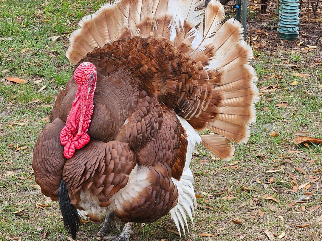 Rooterville Animal Sanctuary-Melrose必去景点