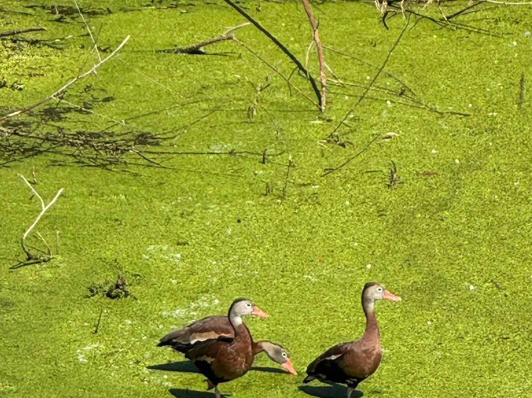 Cypress Wetlands-Port Royal必去景点