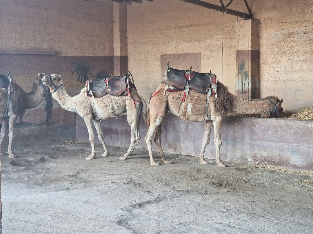 Camel Park-玛佐托斯必去景点