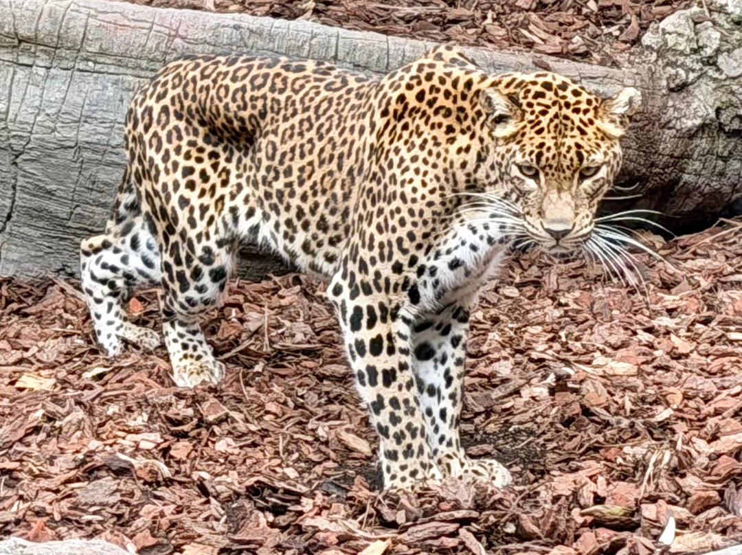 Bioparc Fuengirola-福恩吉罗拉必去景点