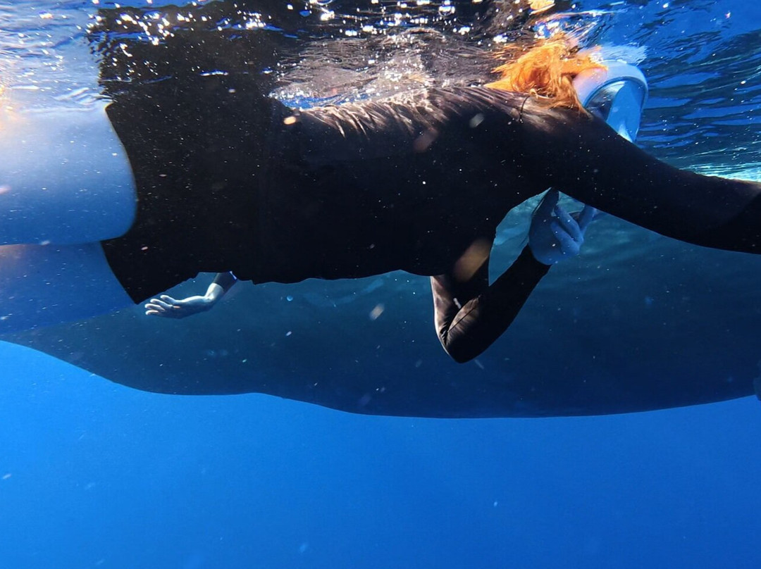 Whales Watching & Swimming With Dolphins In Mauritius-塔玛琳必去景点