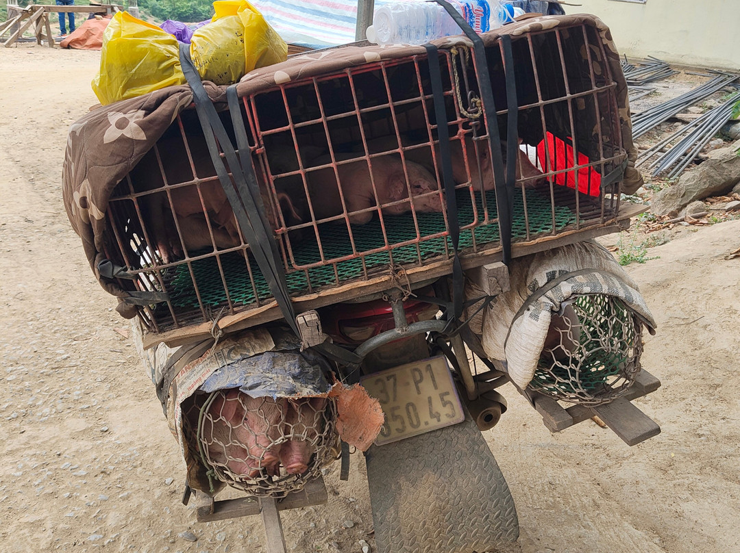 Phong Nha Motorbike Tour-峰牙－己榜国家公园必去景点