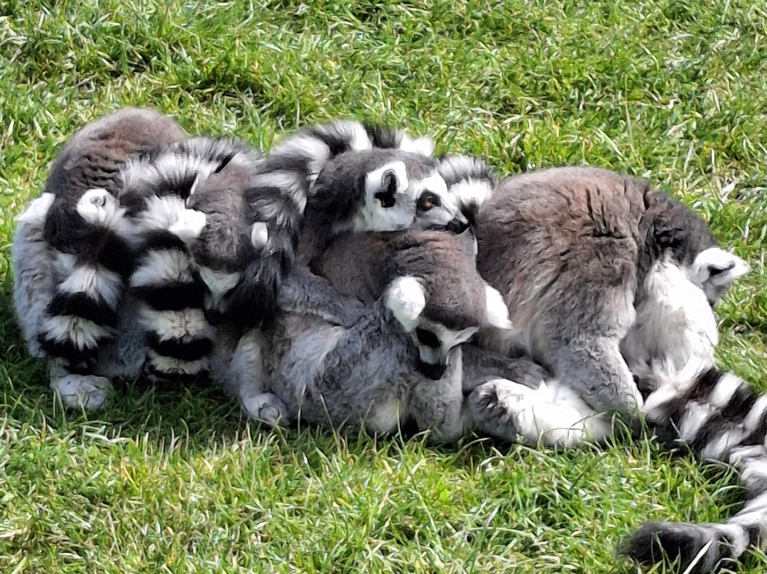 Manor Wildlife Park-St. Florence必去景点