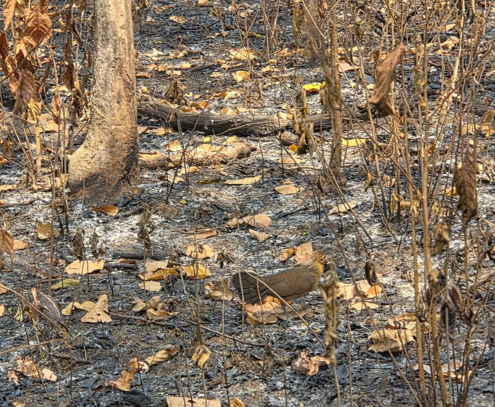 Chitwan National Park-苏拉哈必去景点