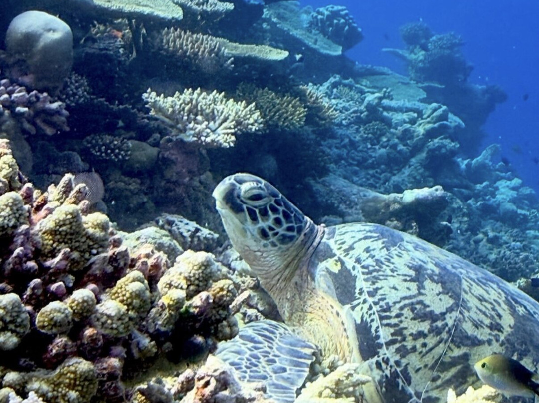 Addu Scuba Club-Hithadhoo Island必去景点