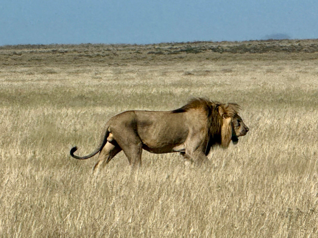 Born in Etosha Self-Drive Private Tours-Okaukuejo必去景点