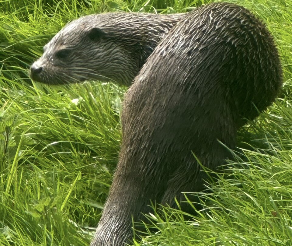 British Wildlife Centre-Lingfield必去景点