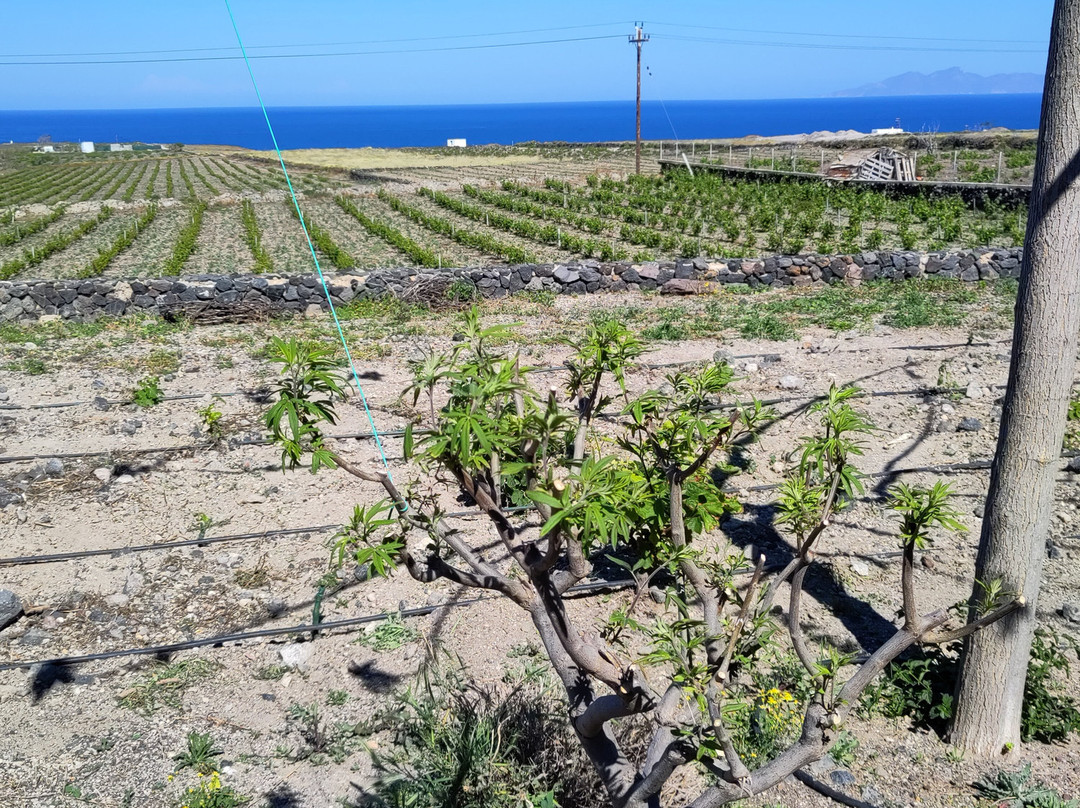 Vassaltis Vineyards-Vourvoulos必去景点