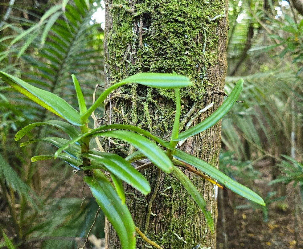 Grande Montagne Nature Reserve-罗德里格斯岛必去景点