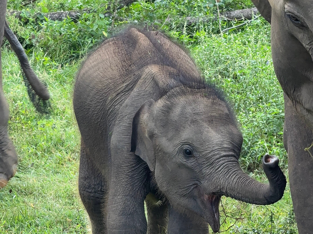 Udawalawe Ethical Safari-乌达瓦拉瓦必去景点