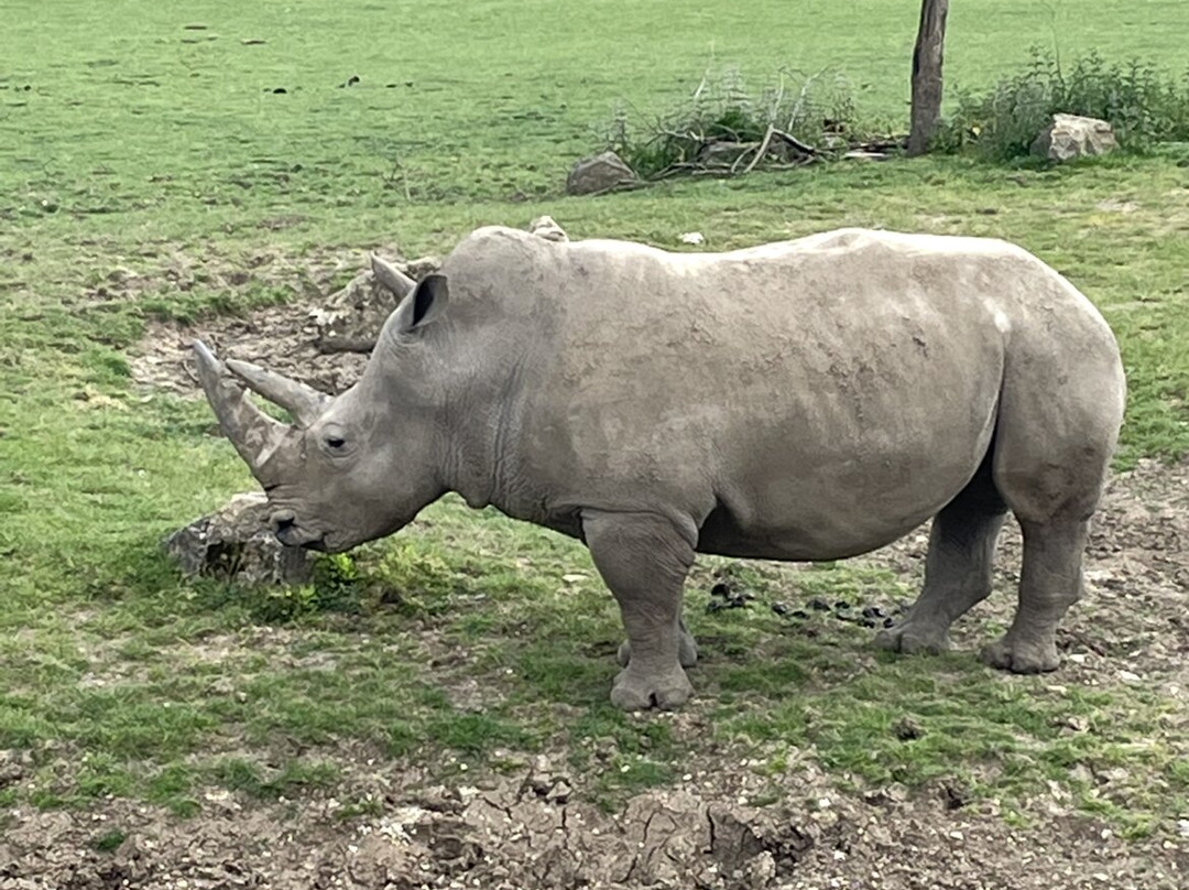 Marwell Zoo-温彻斯特必去景点
