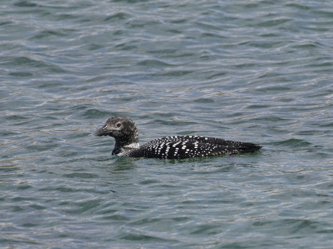 Mull Wildlife Breaks-Salen必去景点