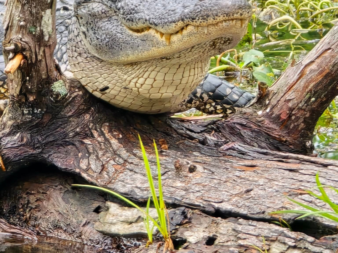 Champagne's Cajun Swamp Tours-布里奥克斯桥必去景点