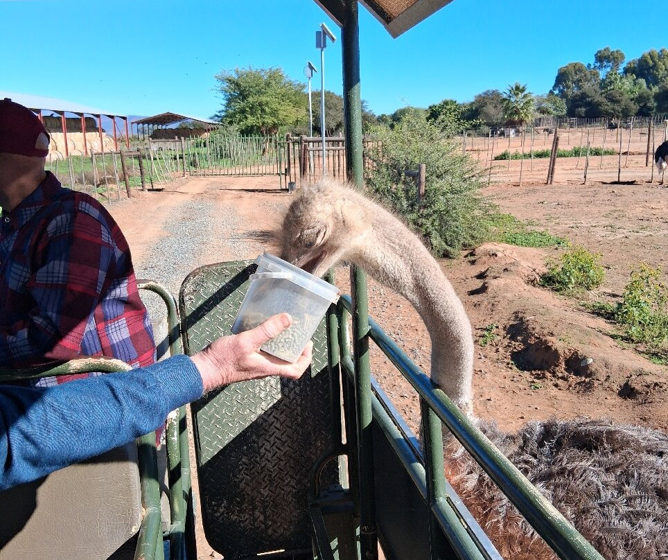 Safari Ostrich Farm-奥兹洪必去景点