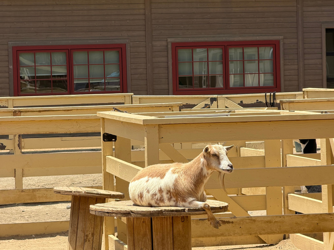 Zoomars at River Street Ranch-San Juan Capistrano必去景点