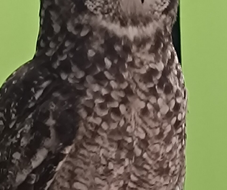 Suffolk Owl Sanctuary-Stonham Aspal必去景点