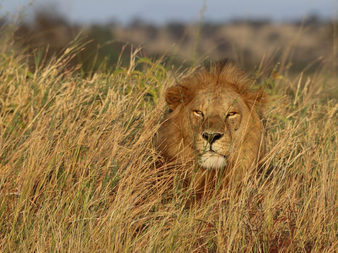 Regal African Safaris-Usa River必去景点
