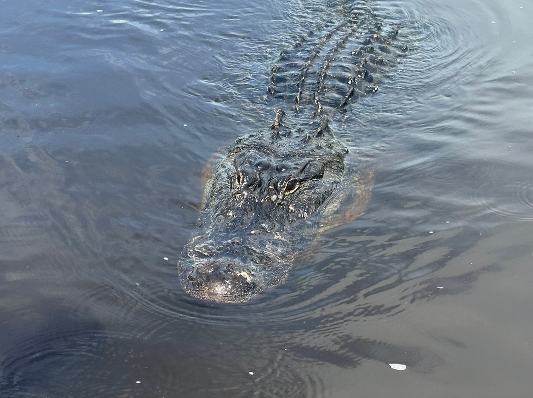 Ragin Cajun Airboat Tours-新奥尔良必去景点