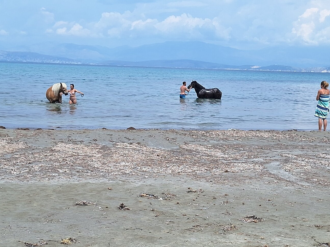 North Corfu Horses-Peritheia必去景点