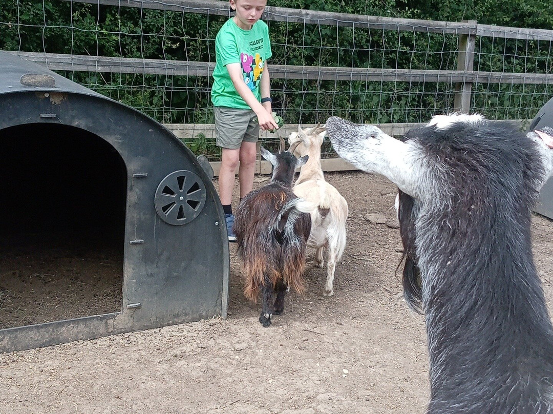 Stantons Farm - Petting Farm-Black Notley必去景点
