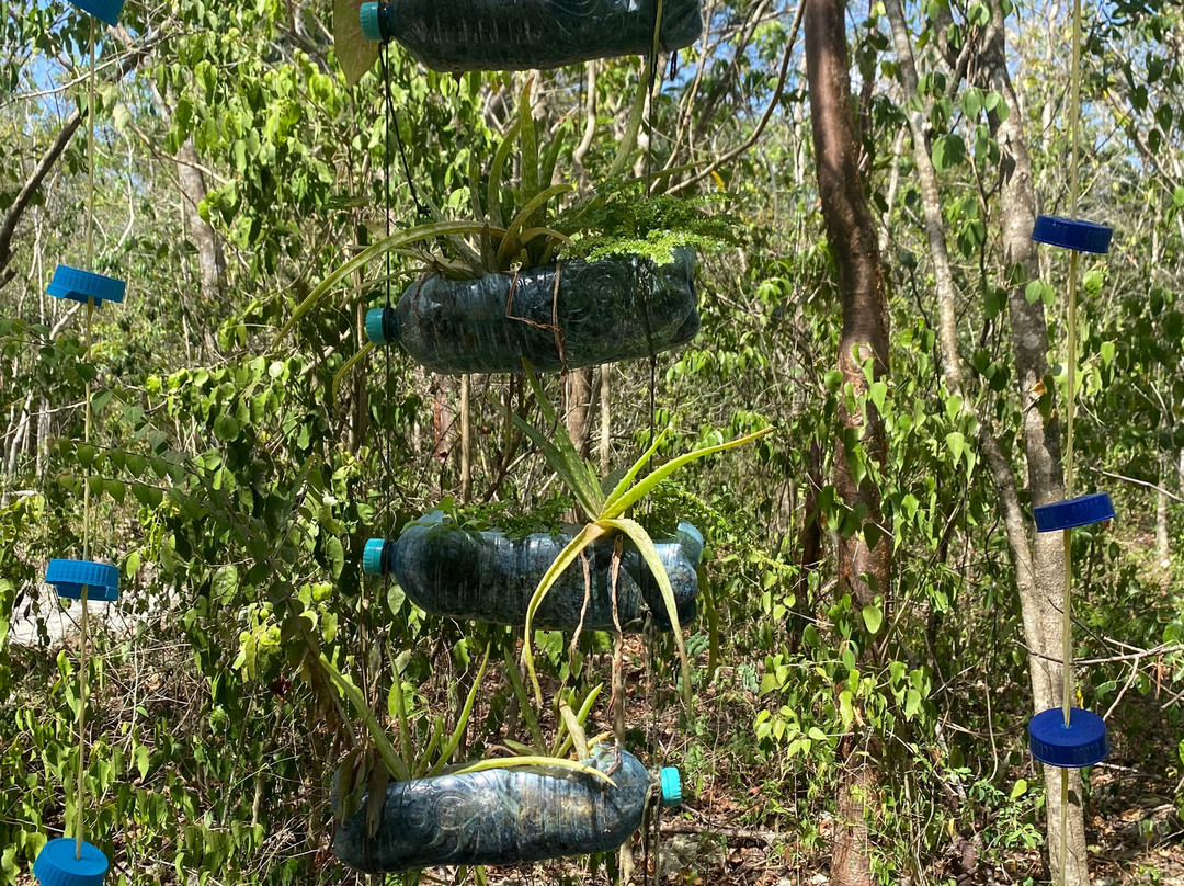 Mayan Bee Sanctuary-San Miguel de Cozumel必去景点