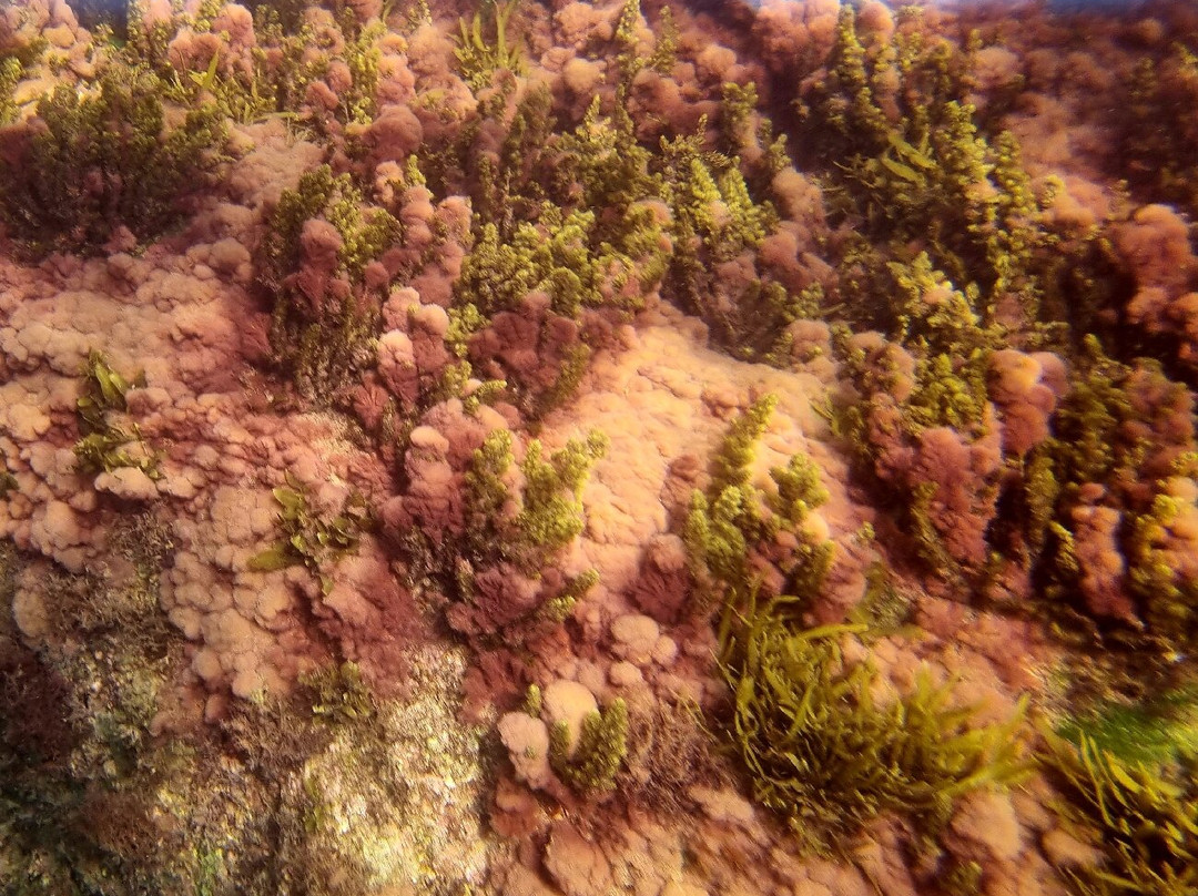 Pleasure Divers Magnetic Island-Arcadia必去景点