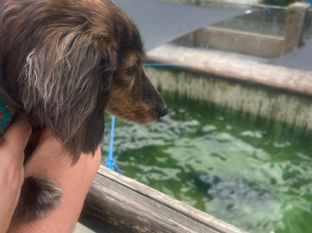 Cornish Seal Sanctuary-Gweek必去景点