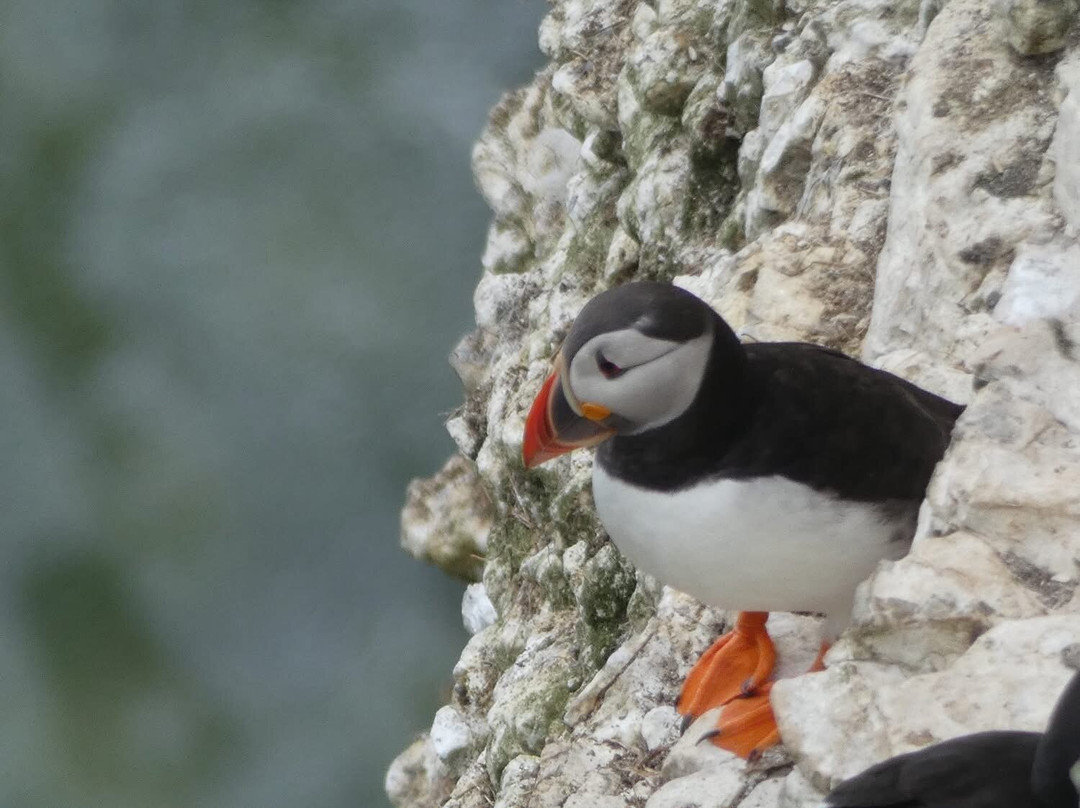 RSPB Bempton Cliffs-Bempton必去景点