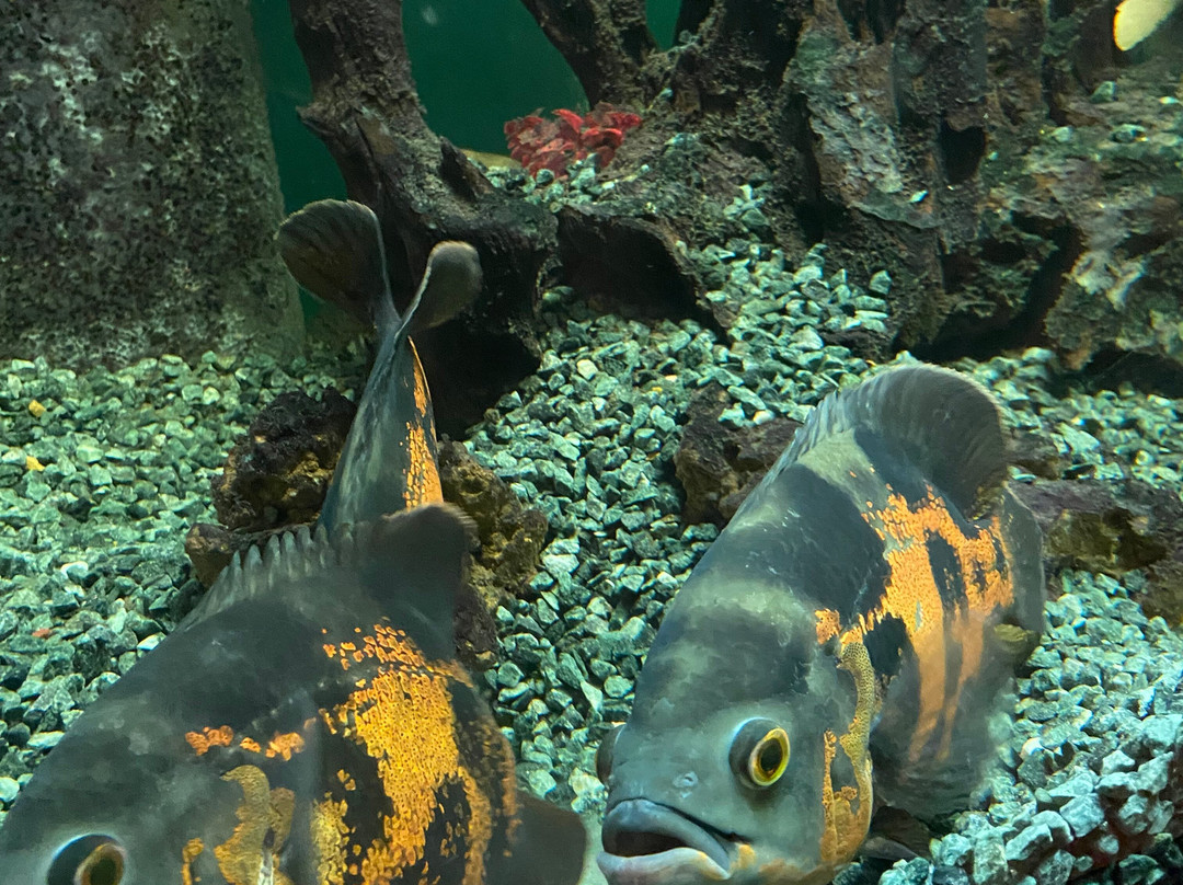 Aquarium Island Cafe Bhimtal-Bhimtal必去景点
