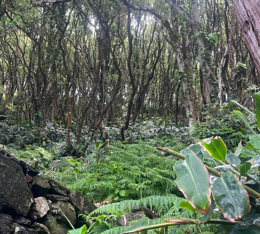 Endemic Azores-奥尔塔必去景点
