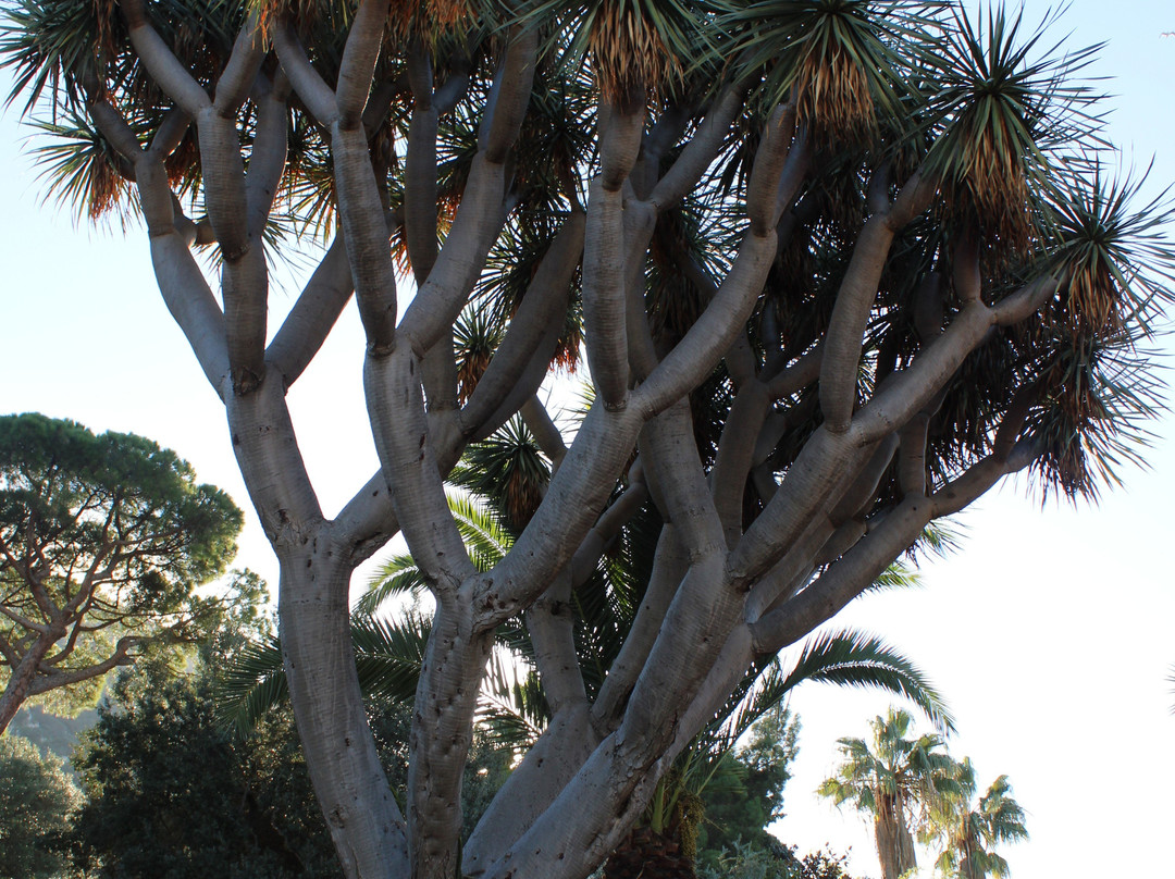 Gibraltar Botanic Gardens (The Alameda)-直布罗陀必去景点
