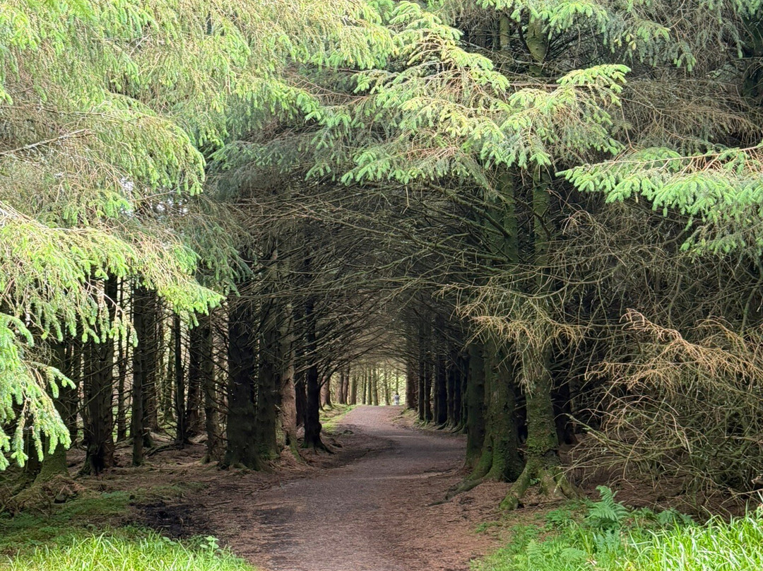 Benbulben Forest Walk-Drumcliff必去景点