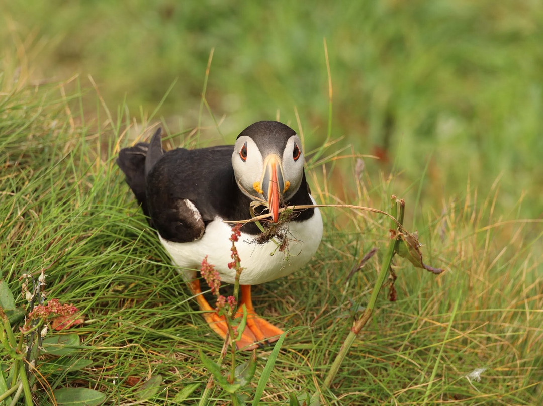 Isle of Lunga-The Hebrides必去景点