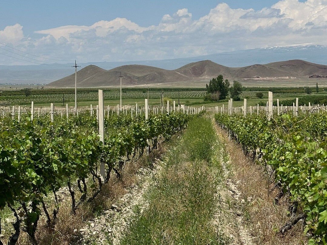 Voskeni Wines-Araks必去景点