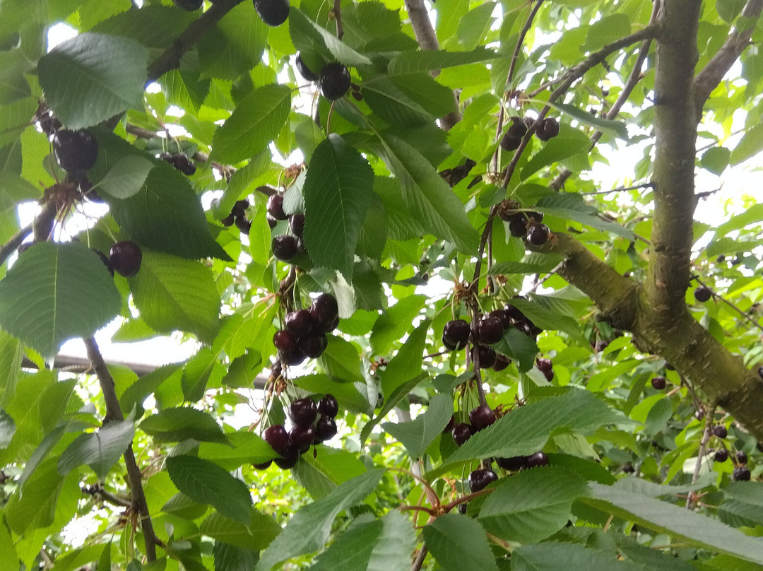 Osho Orchard-天童市必去景点