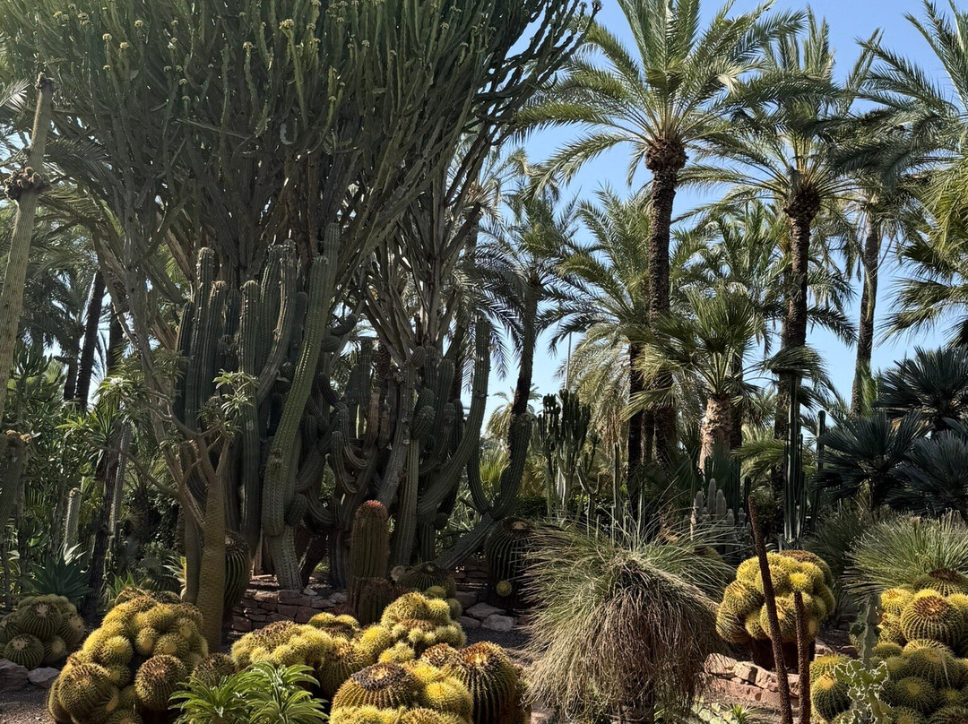 Palmeral of Elche-埃尔切必去景点