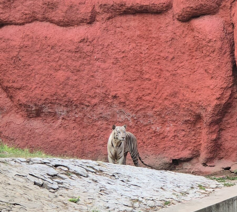 Nehru Zoological Park-海德拉巴必去景点