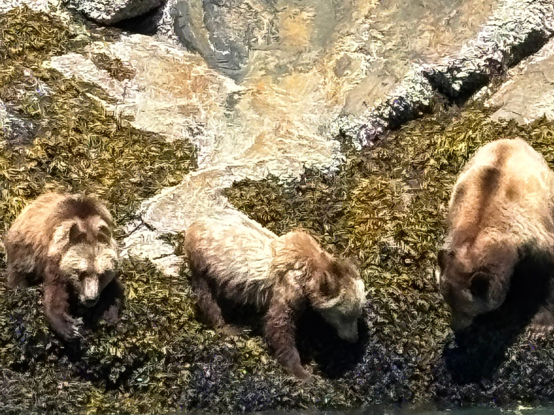 Tide Rip Grizzly Tours-Telegraph Cove必去景点