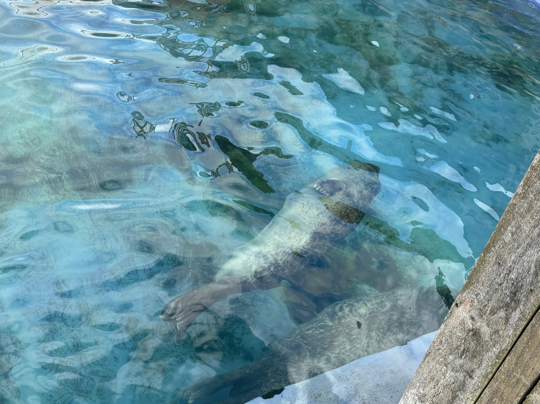 Cornish Seal Sanctuary-Gweek必去景点
