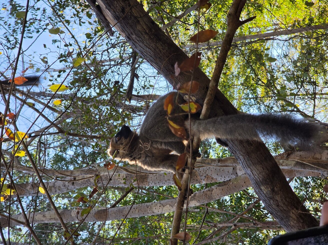 Madagascar Green Tours-安齐拉贝必去景点