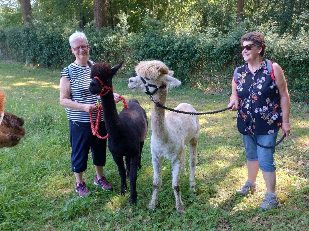 Lindway Springs Alpacas-Alfreton必去景点