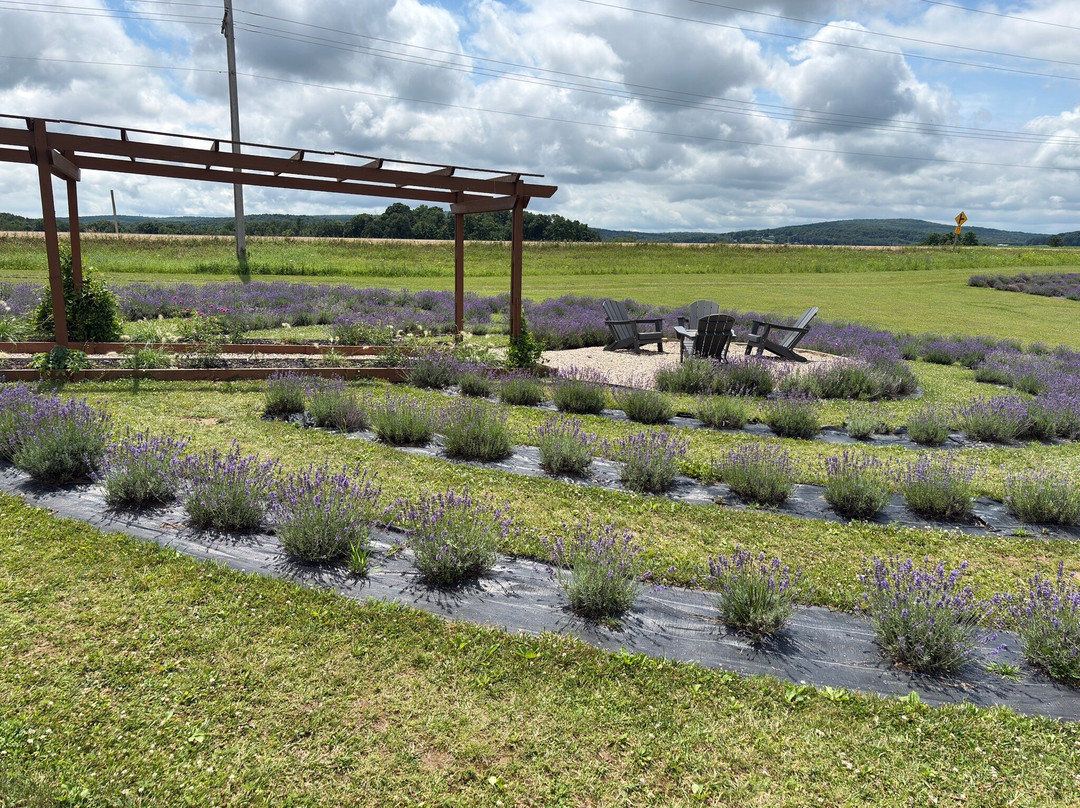 New Life Lavender Farm-巴拉布必去景点