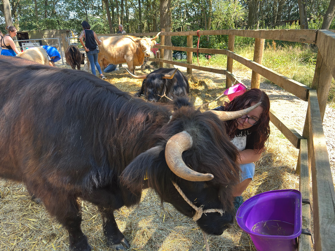 Rhosyn Farm Highland Cattle Experiences-Barton under Needwood必去景点