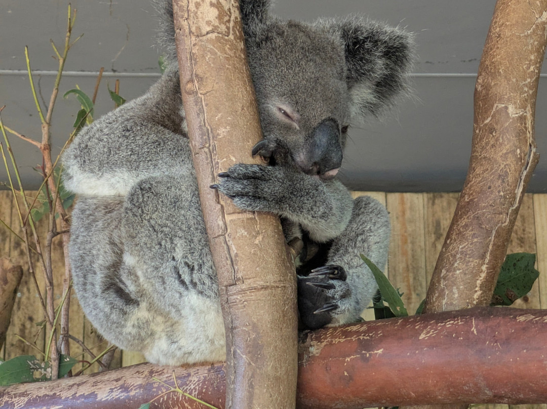 Cooberrie Park Wildlife Sanctuary-Yeppoon必去景点