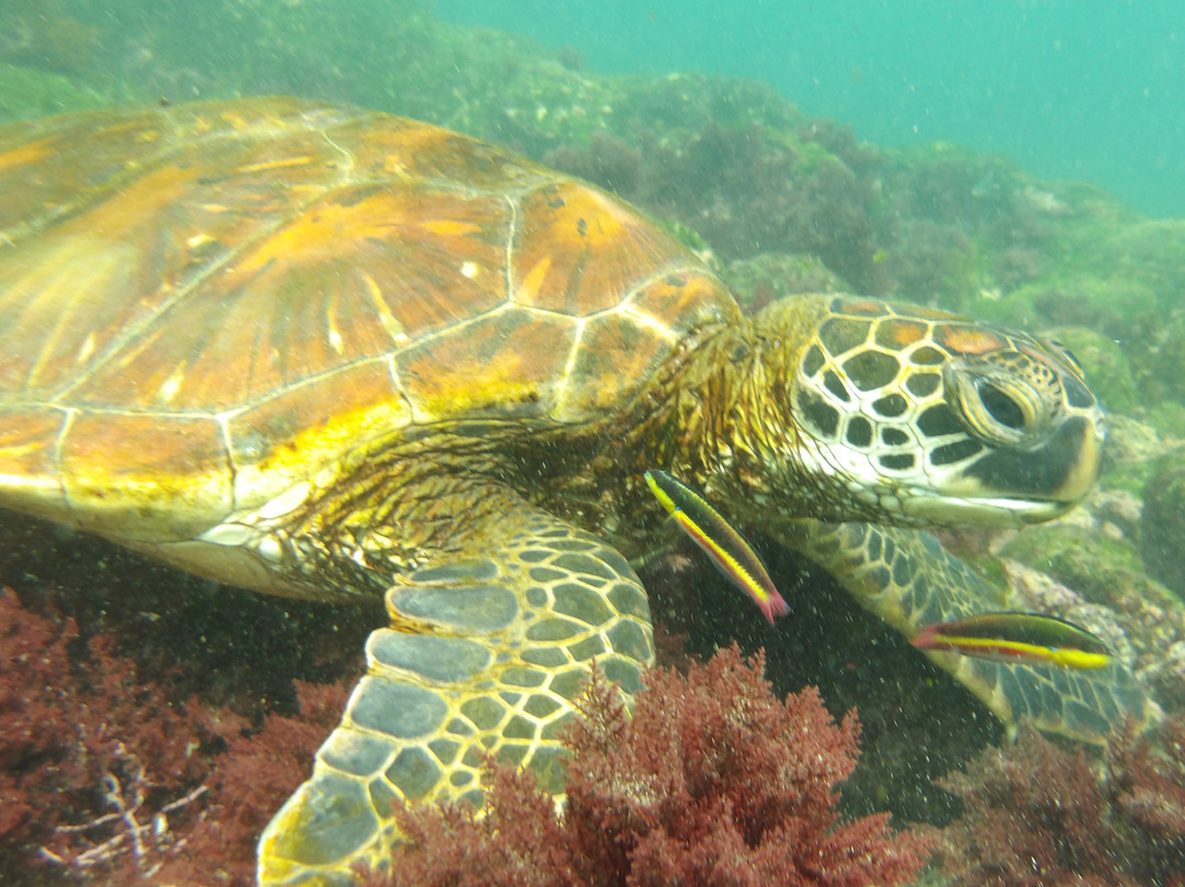 Monserrat Galapagos Cruises-阿约拉港必去景点