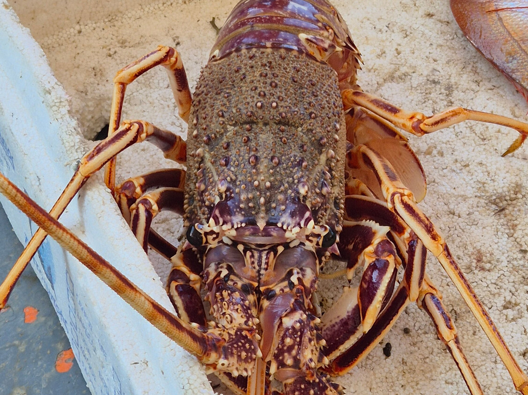 Fishing Tourism Kefalonia Michalis-Svoronata必去景点