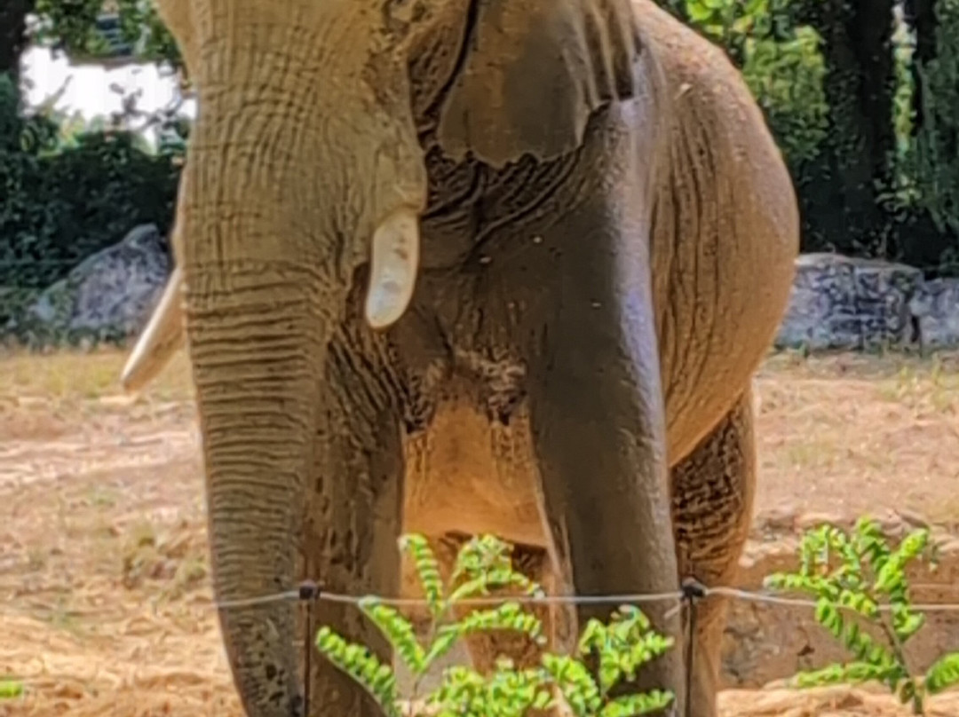 ZooParc de Beauval-圣艾尼昂必去景点