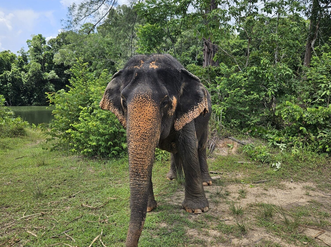 The Lake Phuket Elephant Home-Thep Krasatti必去景点